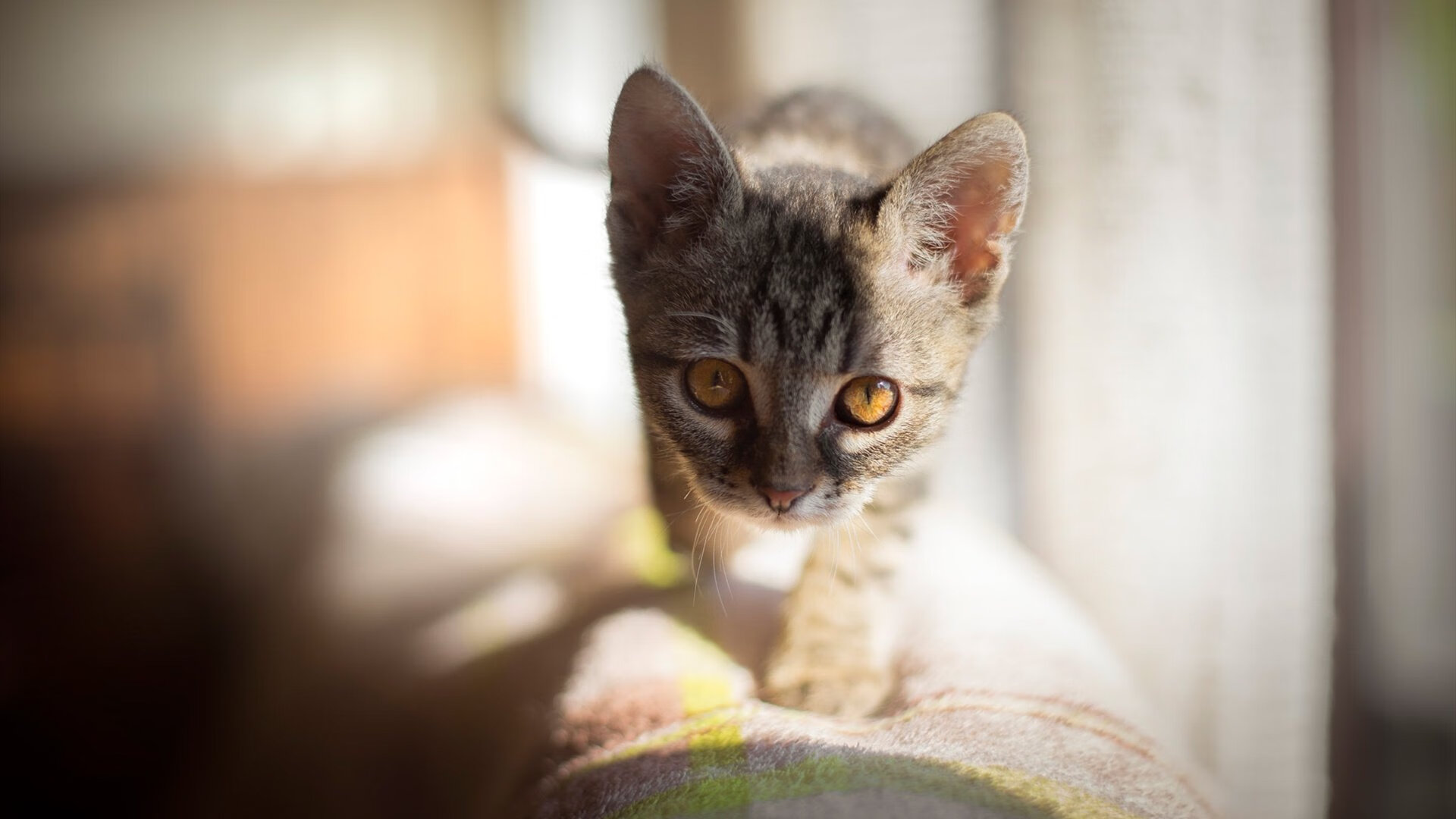 西决生死战之夜，托尼的审判