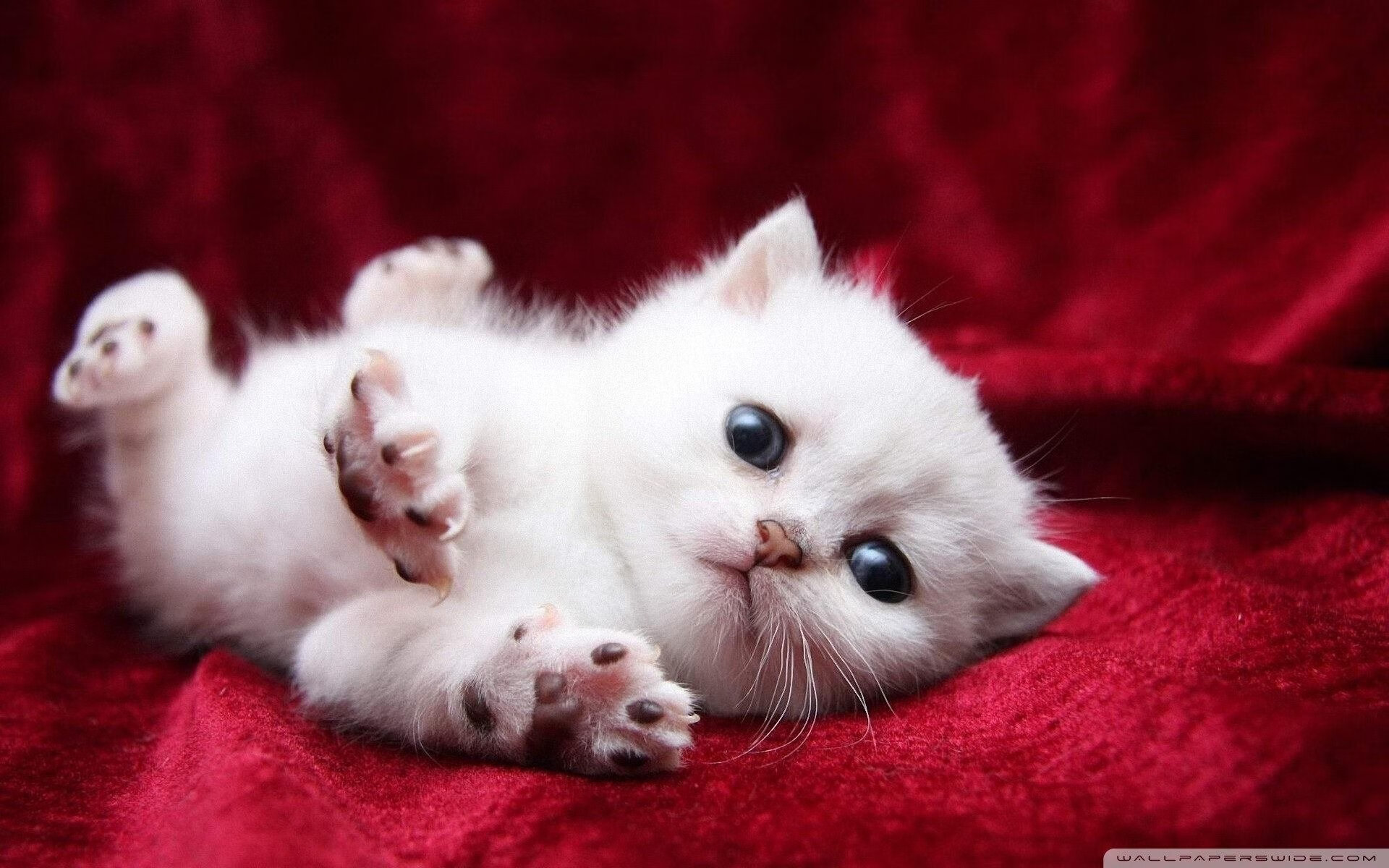 致敬过往的东决传奇，复盘当下—灰熊如何击溃76人