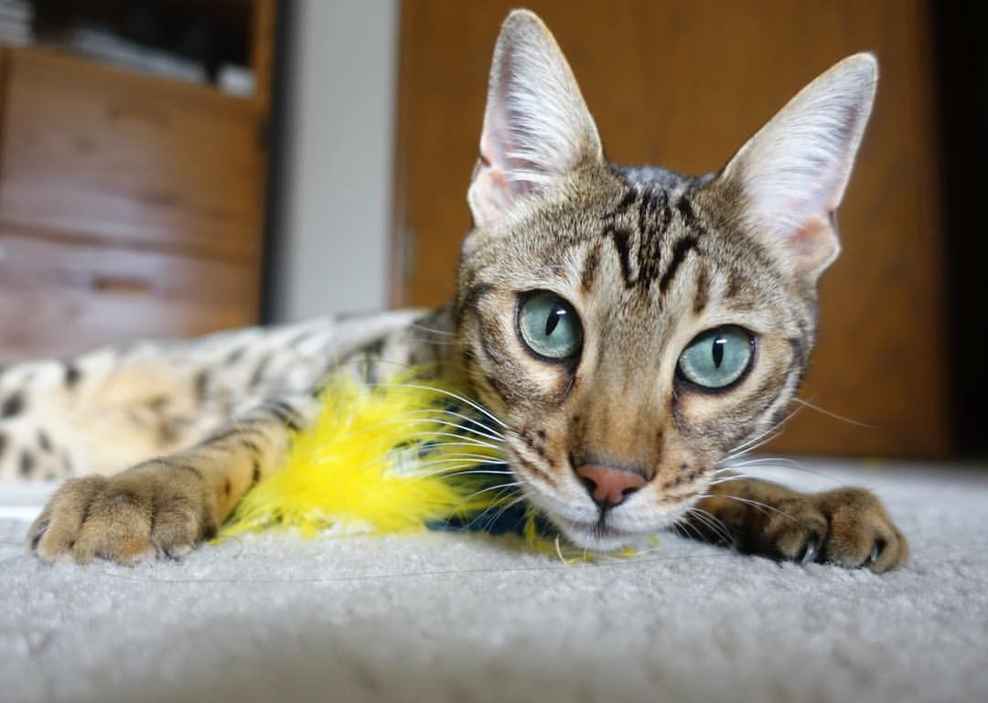 冰封岛链，稳破坚局，中国以法比尼奥式精准锁定胜势