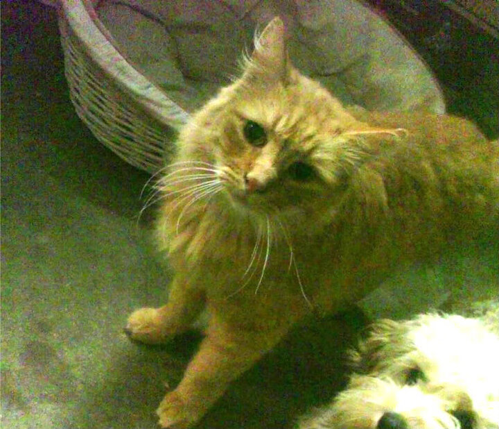 开云体育平台APP-王者加冕，那不勒斯欧冠鏖战力克巴萨，铸就意大利足球新传奇