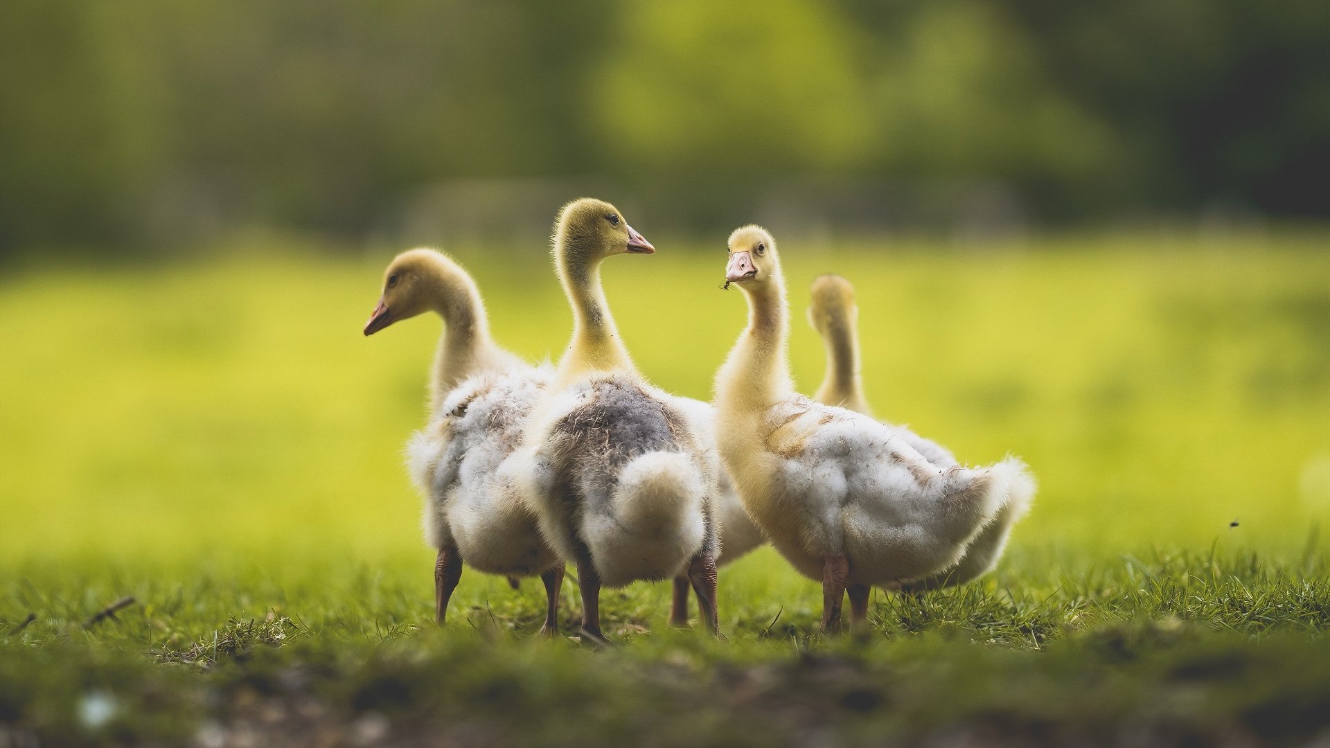 开云体育平台APP-冰岛寒流席卷斗牛士，欧冠淘汰赛史诗级翻盘诞生记