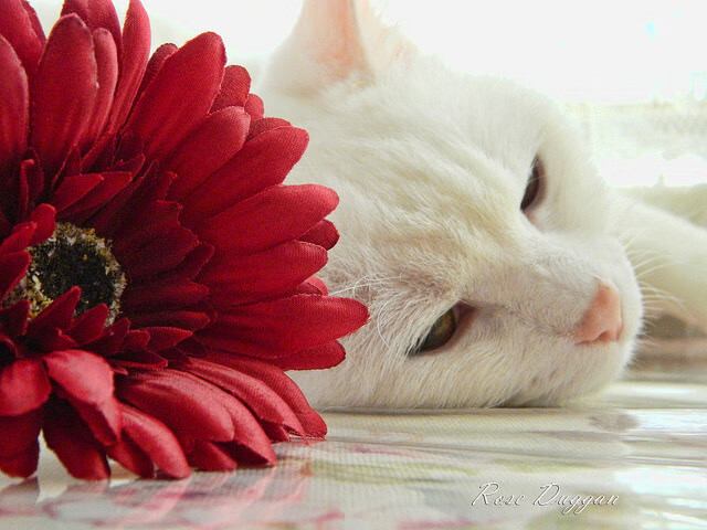 双城记,当库里与B费在不同维度定义核心—世界用同一种心跳为竞技加冕