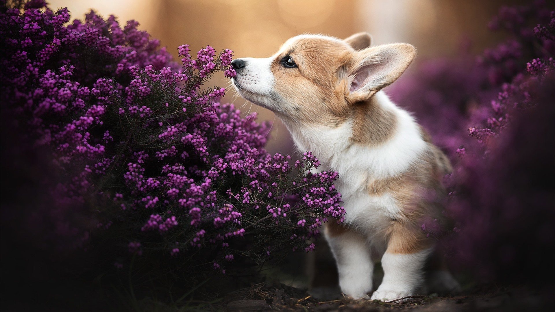开云体育下载-牙买加强行终结沙特不败神话，楚阿梅尼领军逆转取胜