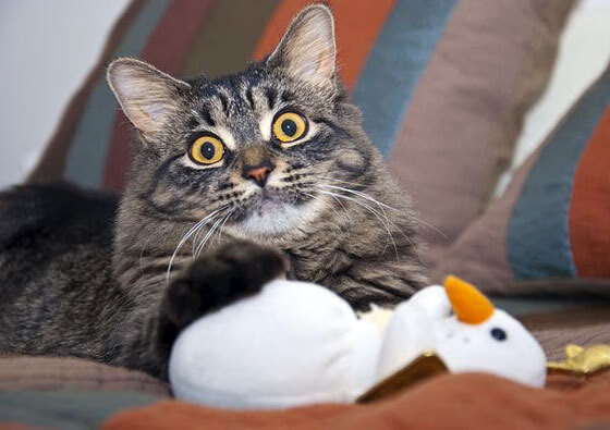 绿茵场上的星条旗，苏亚雷斯如何撕裂北美霸权叙事