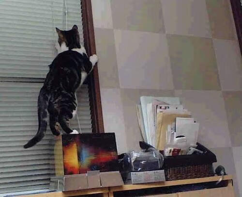 开云体育app-终场哨响，当福克斯在欧冠半决赛的废墟上称王