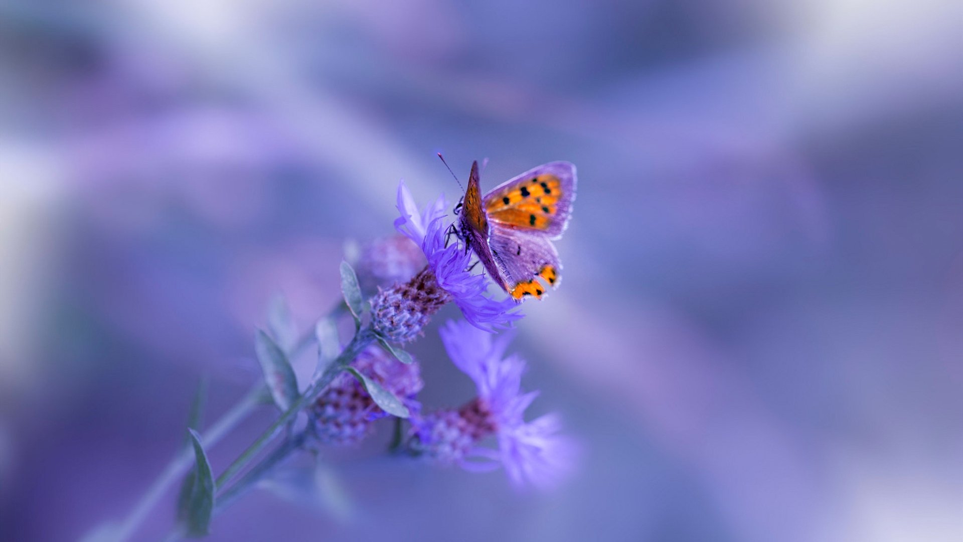 鹰击长空，爱德华兹抢七封神，燃爆季后赛之夜