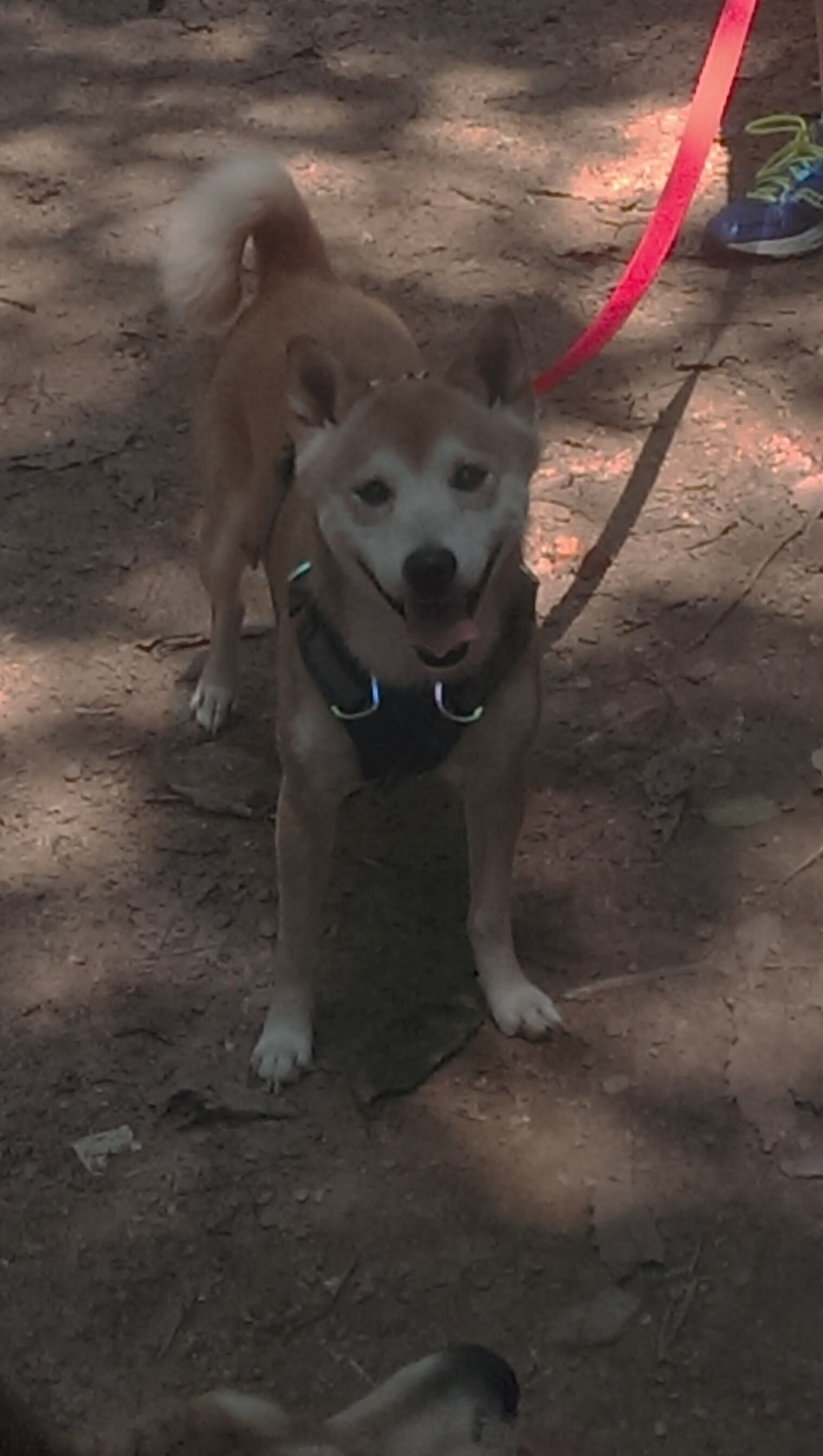 里昂风暴席卷委内瑞拉,格列兹曼关键先生定乾坤