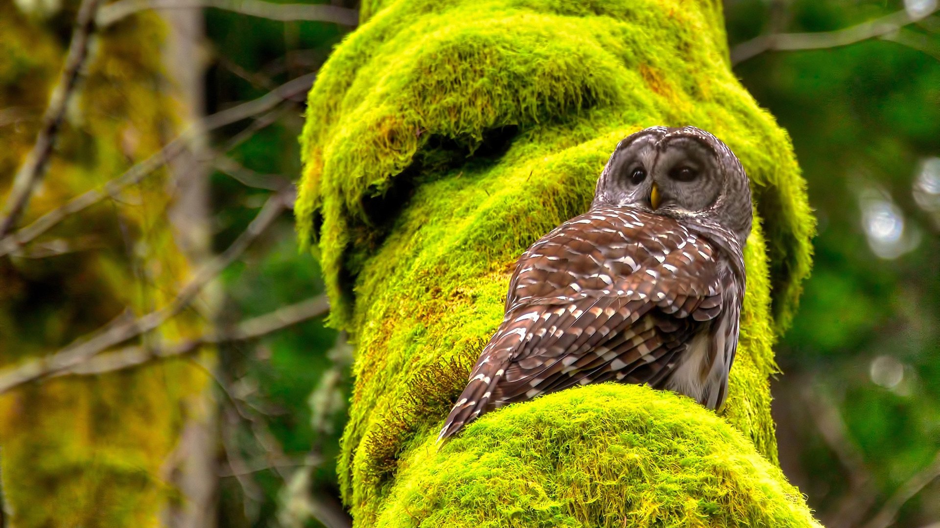 一剑封喉，基耶萨终场绝杀，切尔西绝境之王击溃国际米兰