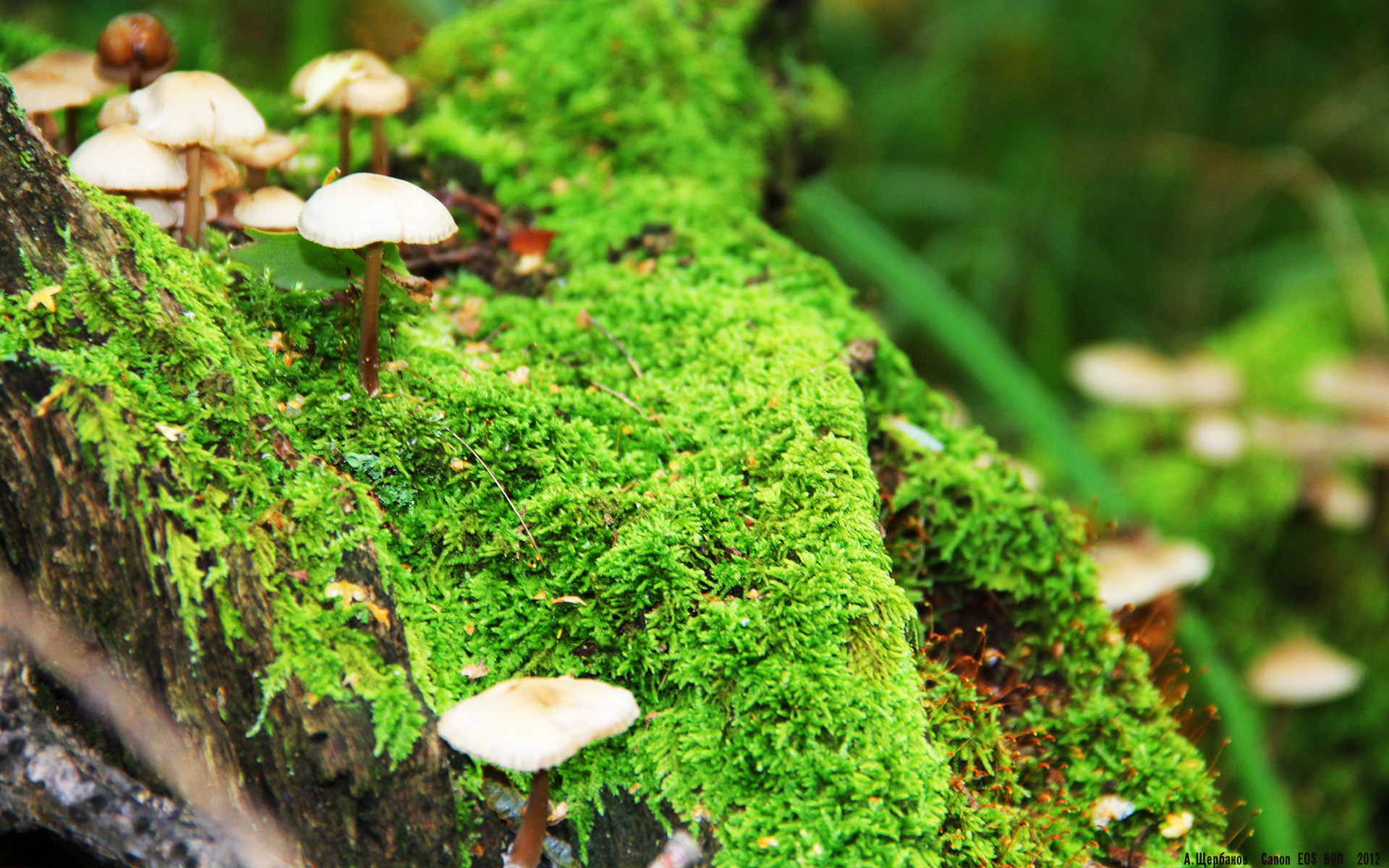 李刚仁独揽大局，秘鲁爆冷终结法国奥运征程