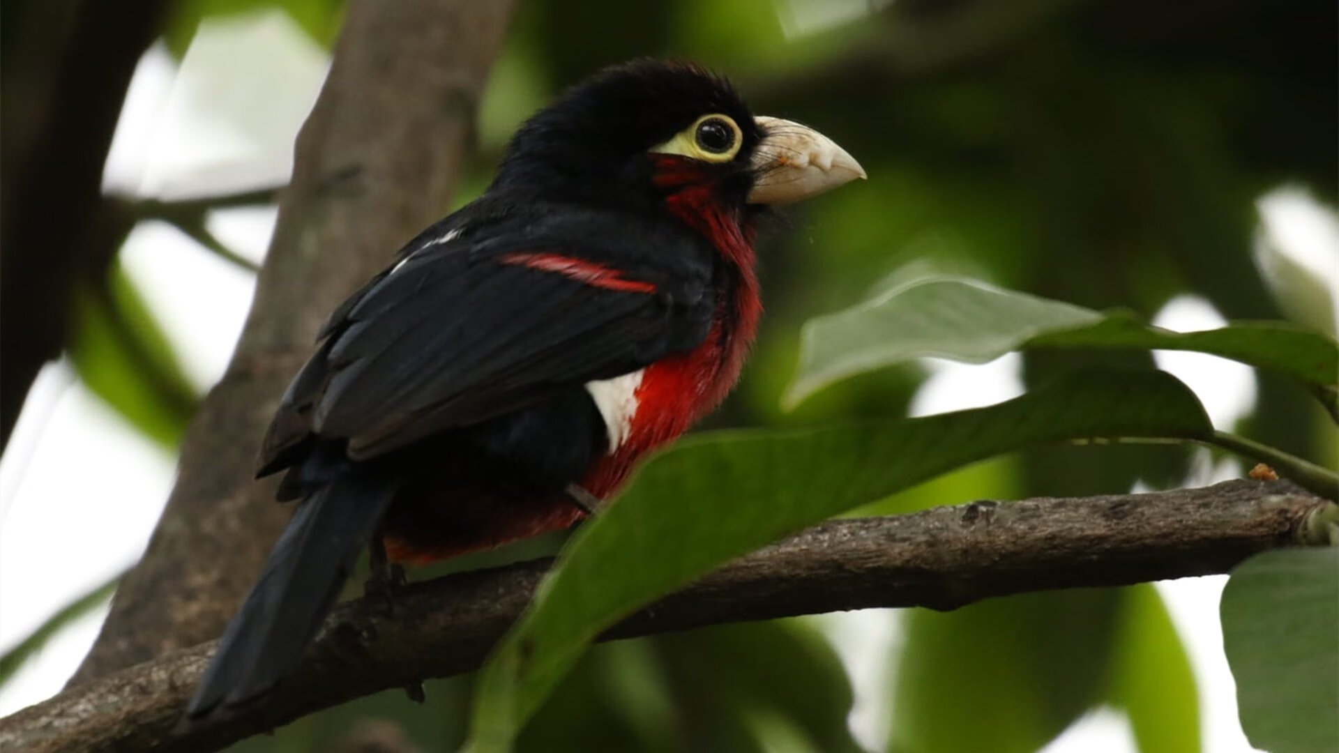 巴黎之殇与安菲尔德之光,卡塔尔节奏如何窒息法国,努涅斯又何以成大场面先生