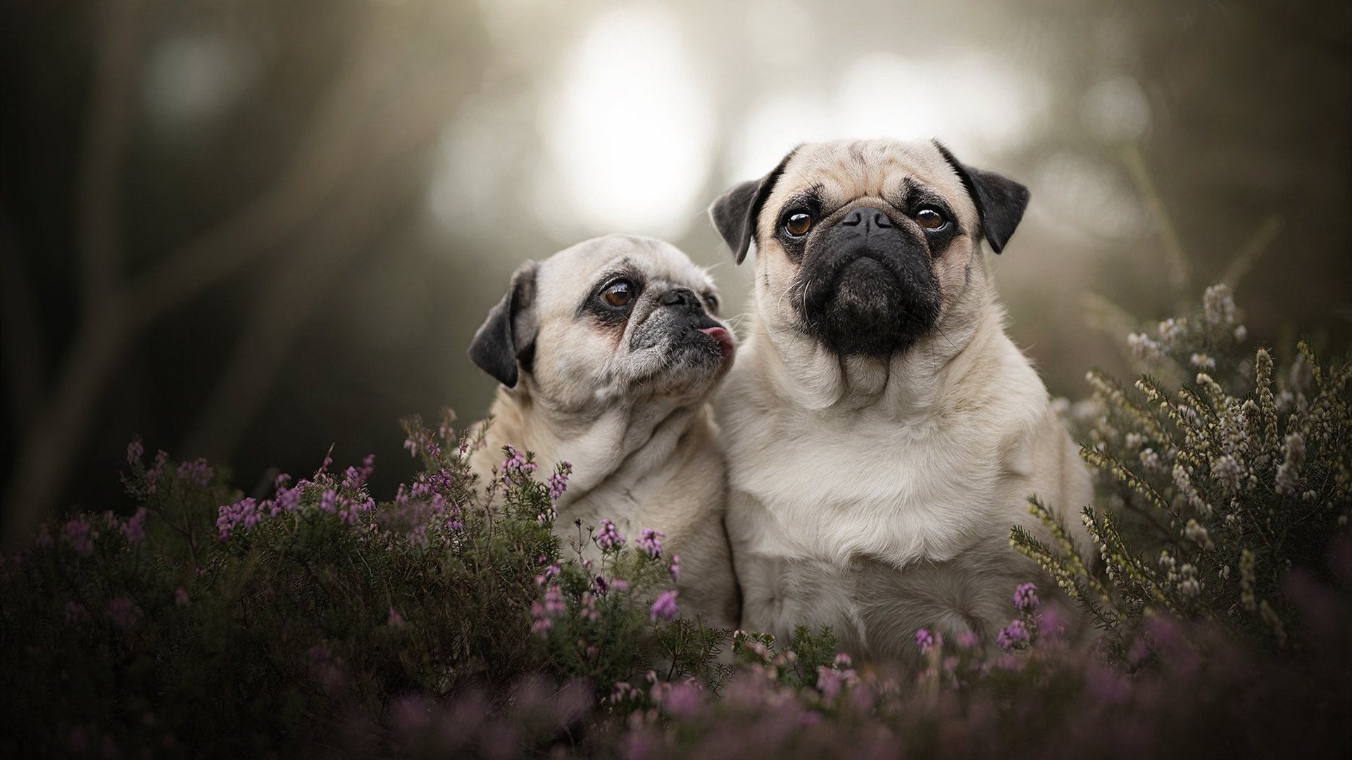 开云体育下载-季后赛抢七之夜，杰伦格林，舞台越大，光芒越璀璨